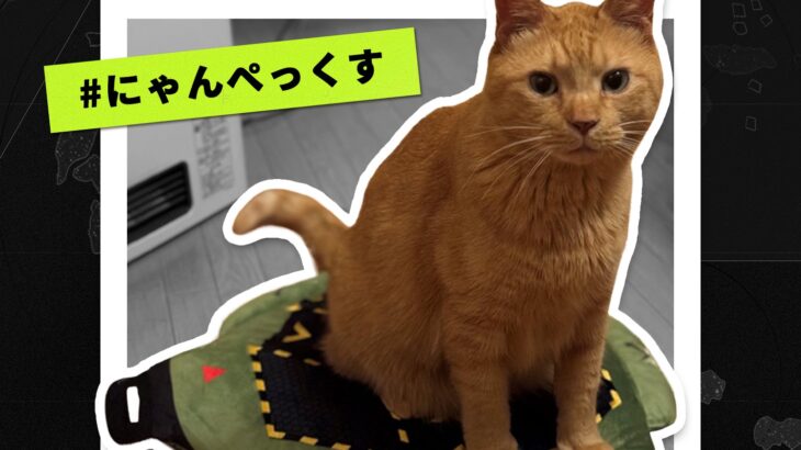 【APEX】ねこの日×APEX企画　#にゃんペックス